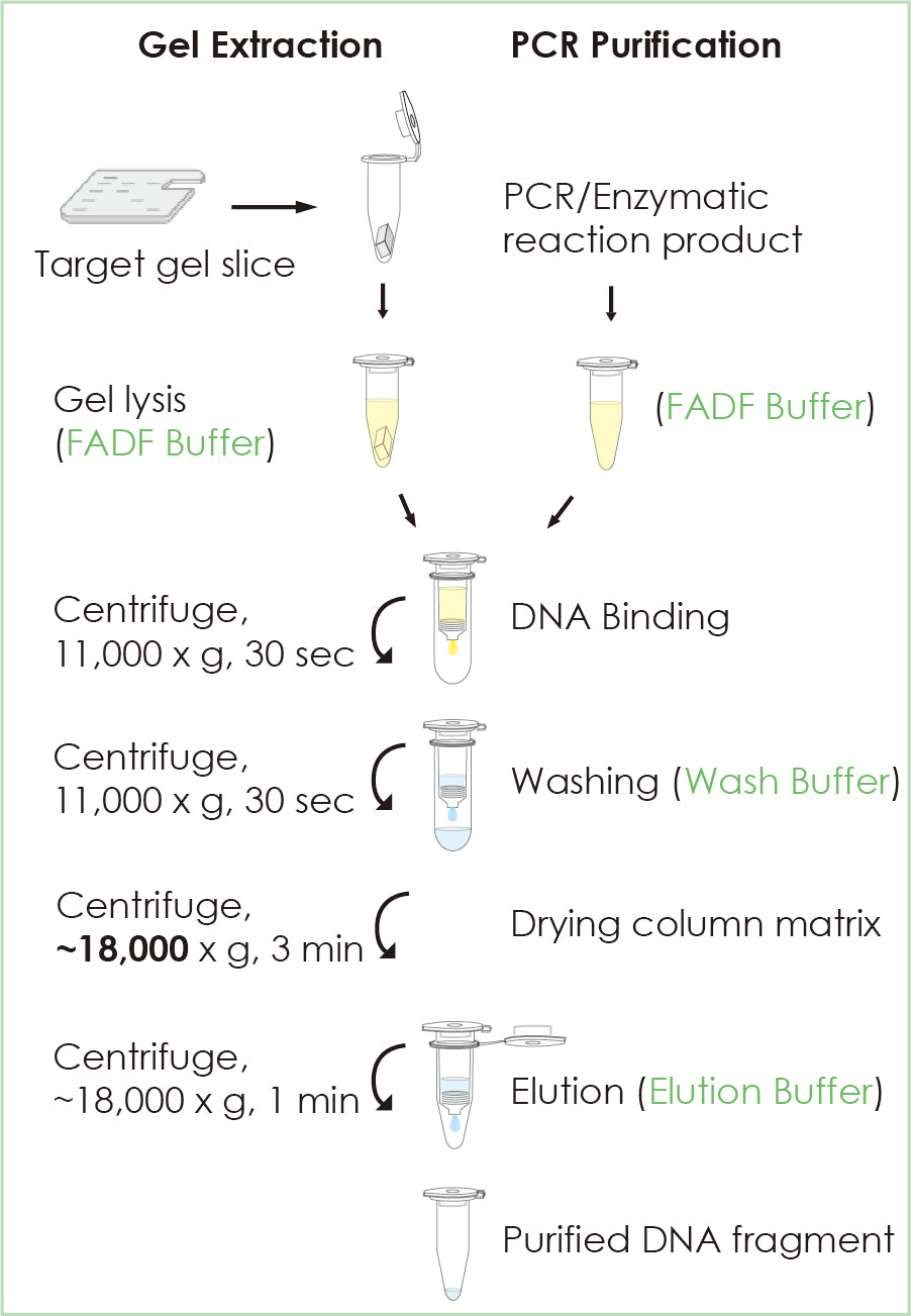 FavorPrep™ GEL/PCR Purification Mini Kit (100 Prep)