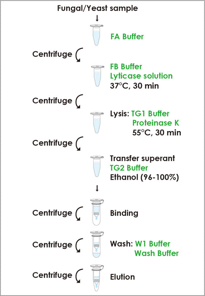 FavorPrep™ Fungi/ Yeast Genomic DNA Extraction Mini Kit (50 Prep)