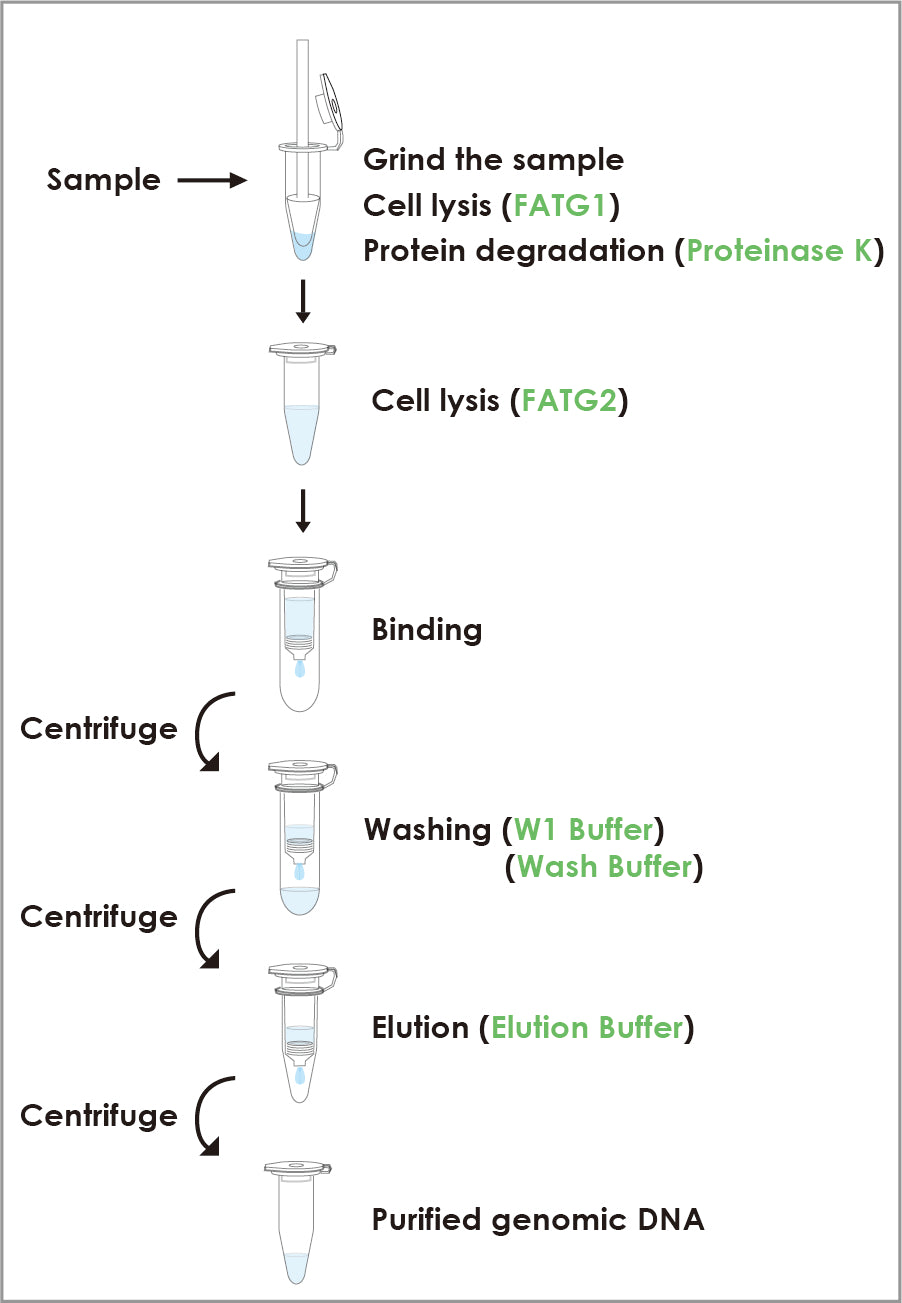 FavorPrep™ Tissue Genomic DNA Extraction Mini Kit (50 Prep)