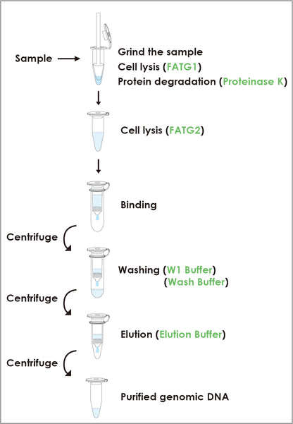 FavorPrep™ Tissue Genomic DNA Extraction Mini Kit (50 Prep), with Proteinase K Powder